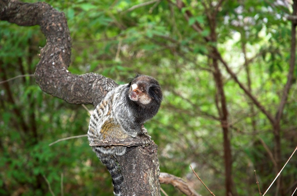 Cipo Mormoset-09.jpg - Tufted-ear Marmoset (Clitoris jacchus), Brazil 2005